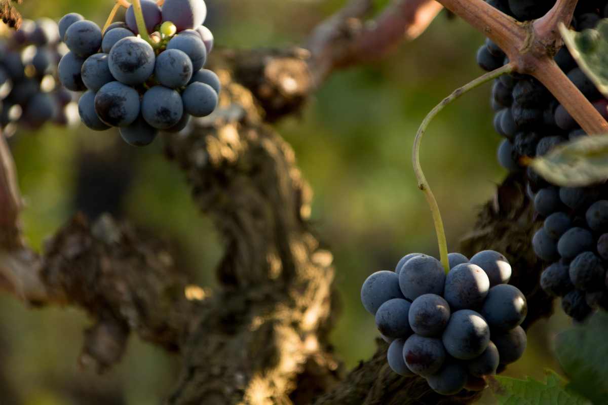Merano svela il suo segreto di lunga vita