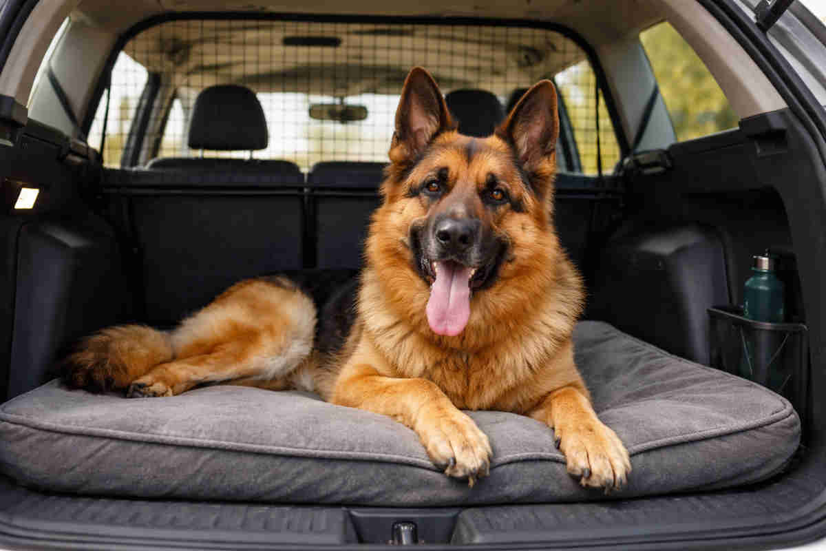 Pastore tedesco sdraiato nel bagagliaio dell'auto e sta male